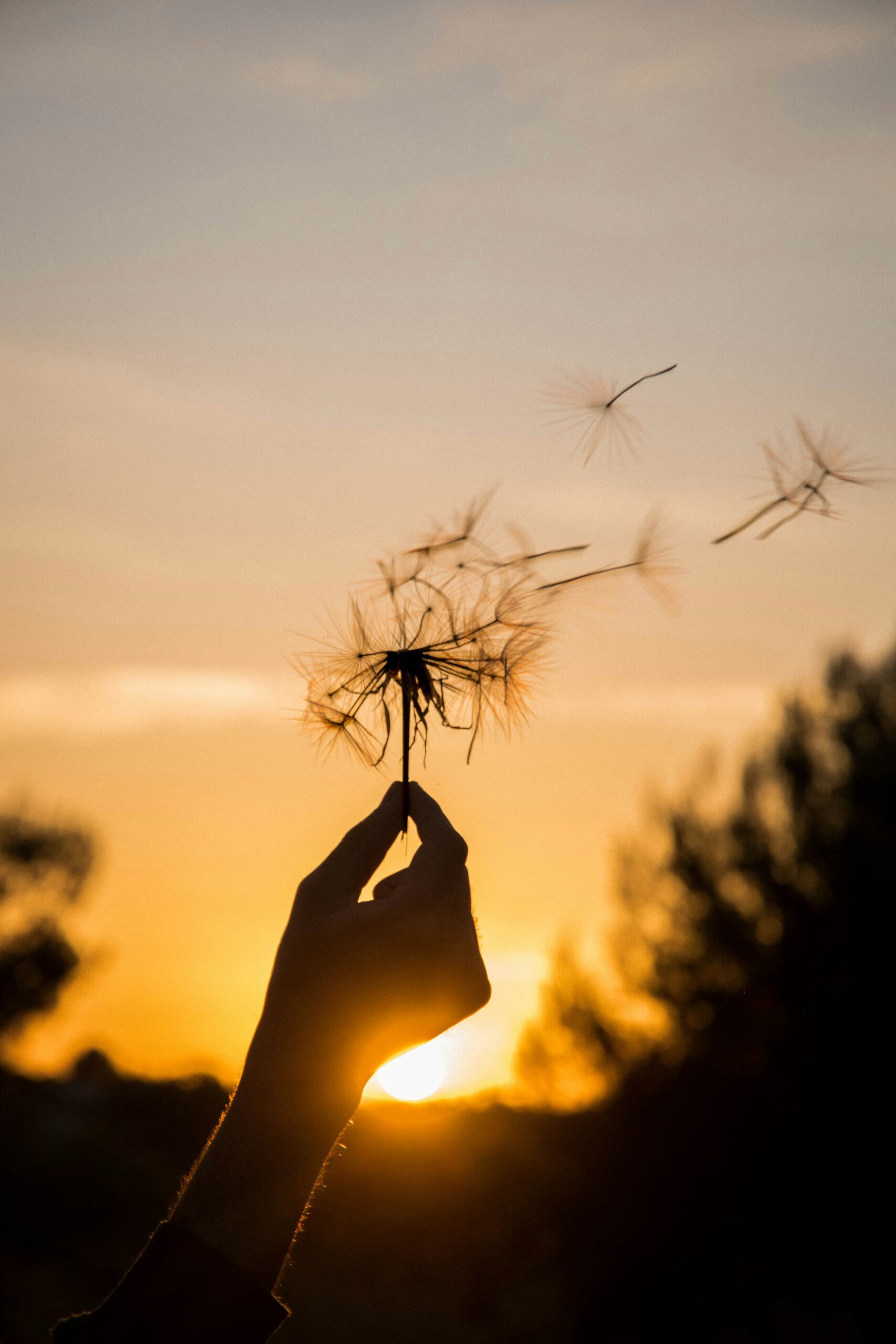 daphne richard ifsvz9bqwau unsplash